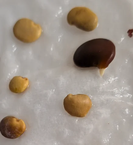 Bolusanthus speciosus (ボルサンサス スペシオサス)